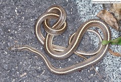 Orientocoluber spinalis