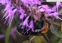 Bombus ignitus