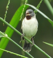 Sporophila telasco