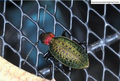 Carabus smaragdinus