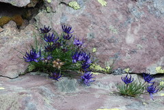 Phyteuma hedraianthifolium