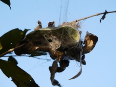 Stegodyphus sarasinorum