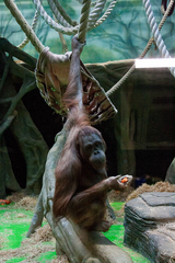 Pongo