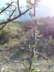 Bougainvillea spinosa