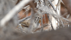 Pyrrholaemus brunneus