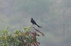 Dicrurus leucophaeus