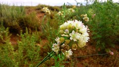 Allium polyrhizum