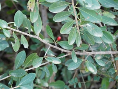 Erythroxylum monogynum