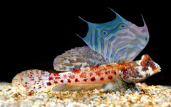 Starry Dragonet photo 2