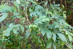 Cipadessa baccifera