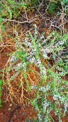 Reaumuria songarica