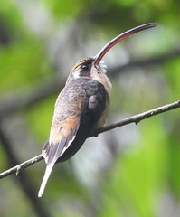 Phaethornis syrmatophorus