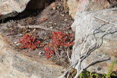 Drosanthemum stokoei
