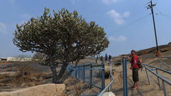 Euphorbia antiquorum