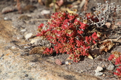 Drosanthemum stokoei