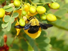 Xylocopa ruficornis