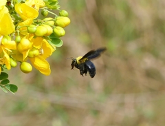 Xylocopa ruficornis