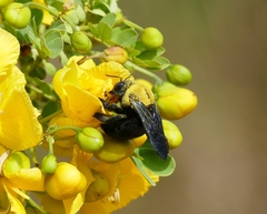 Xylocopa ruficornis