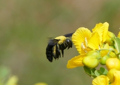 Xylocopa ruficornis
