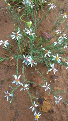Asterothamnus centrali-asiaticus