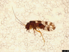 Propsocus pulchripennis