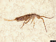 Lepidosira