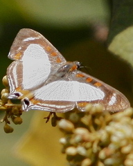 Thisbe lycorias