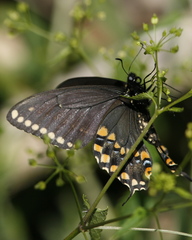 Papilio polyxenes stabilis
