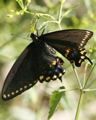 Papilio polyxenes stabilis