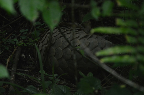 Giant Ground Pangolin