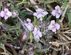 Lepidagathis diffusa