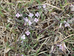 Lepidagathis diffusa