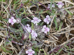 Lepidagathis diffusa