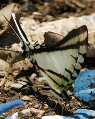 Neographium agesilaus