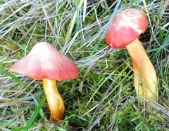 Hygrocybe splendidissima