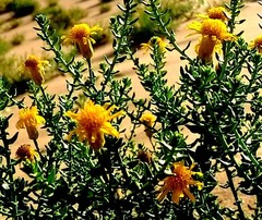 Inula salsoloides