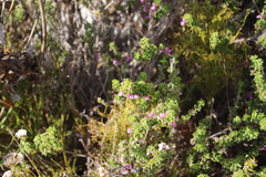 Indigofera candolleana