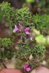 Indigofera candolleana