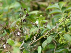 Blepharis maderaspatensis