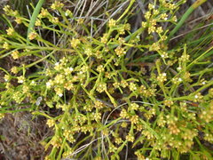 Thesium ericifolium