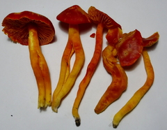 Hygrocybe splendidissima