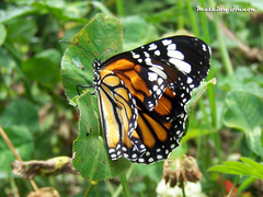 Danaus genutia