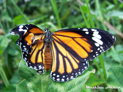 Danaus genutia
