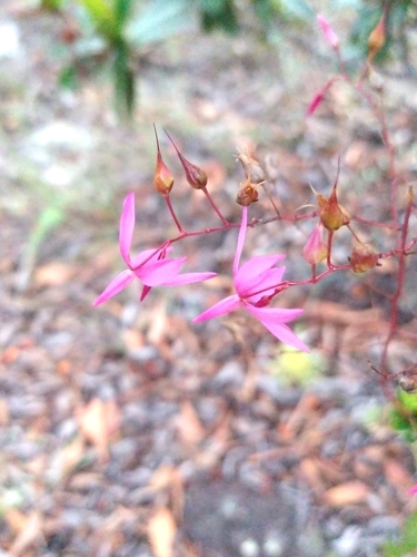 Sauvagesia insignis