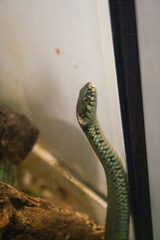 Natrix natrix