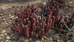 Stapelia