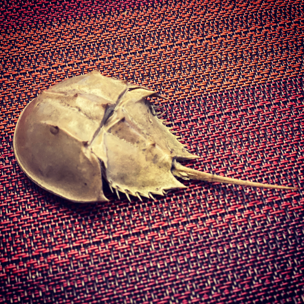 Horseshoe Crabs