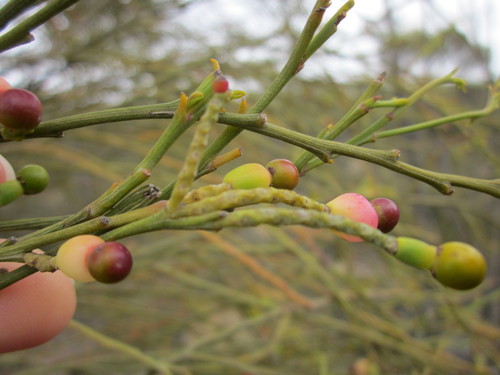 Exocarpos sparteus R.Br.