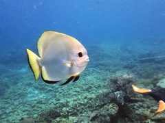 Platax boersii