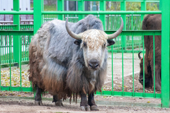 Bos mutus